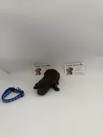 Chocolate Male, a male Poodle - Toy  for sale in Lyons, GA – 3 of 3