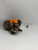 Ckc Female, a female Yorkshire Terrier for sale in Lyons, GA – 3 of 3