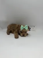 TINY CKC Female, a female Yorkshire Terrier for sale in Lyons, GA – 4 of 4