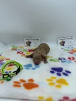 Apricot male, a female Poodle - Toy  for sale in Lyons, GA – Photo 1 of 5