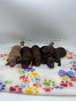 Apricot male, a female Poodle - Toy  for sale in Lyons, GA – Photo 5 of 5