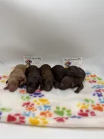 Apricot male, a female Poodle - Toy  for sale in Lyons, GA – Photo 4 of 5