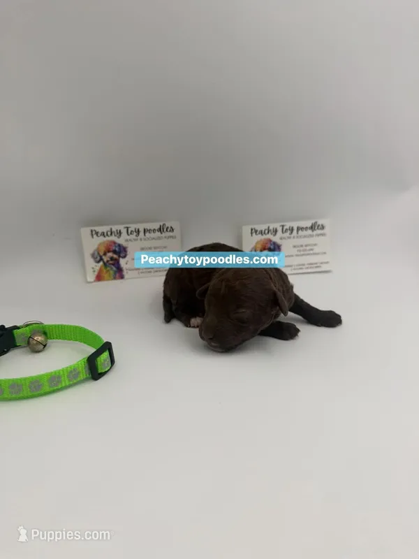 Chocolate male 2, a male Poodle - Toy  for sale in Lyons, GA – 1 of 5