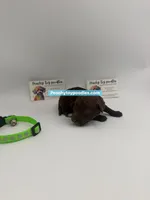 Chocolate male 2, a male Poodle - Toy  for sale in Lyons, GA – 1 of 5