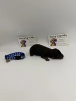 Phantom male, a male Poodle - Toy  for sale in Lyons, GA – 3 of 3