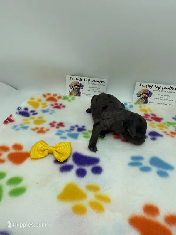 Merle female  – Poodle - Toy  puppy for sale in Lyons, GA
