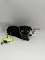 Male ckc, a male Yorkshire Terrier for sale in Lyons, GA – 3 of 4