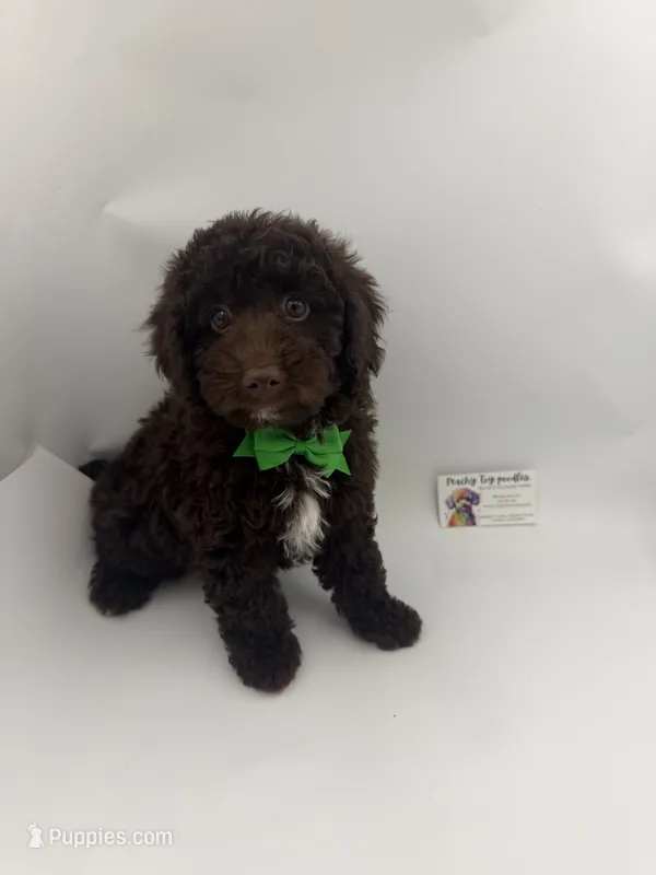 Chocolate Male – Poodle - Toy  puppy for sale in Lyons, GA