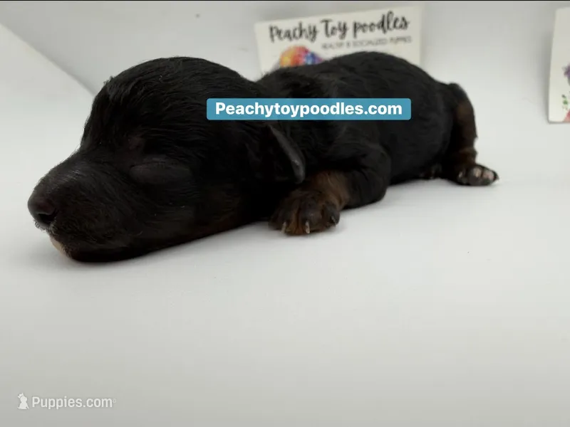 TINY phantom black and tan  – Poodle - Toy  puppy for sale in Lyons, GA