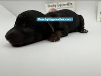 TINY phantom black and tan , a male Poodle - Toy  for sale in Lyons, GA – 1 of 2
