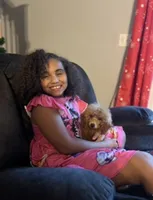 TINY DARK RED FEMALE , a female Poodle - Toy  for sale in Lyons, GA – Photo 4 of 7