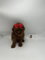 TINY DARK RED FEMALE , a female Poodle - Toy  for sale in Lyons, GA – Photo 6 of 7