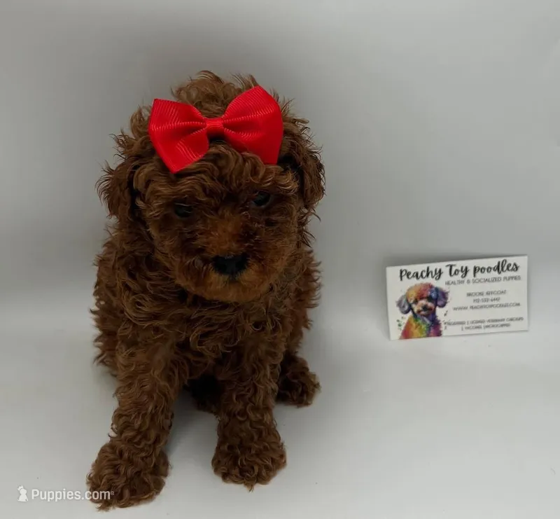 TINY DARK RED FEMALE  – Poodle - Toy  puppy for sale in Lyons, GA
