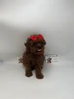 TINY DARK RED FEMALE , a female Poodle - Toy  for sale in Lyons, GA – Photo 7 of 7