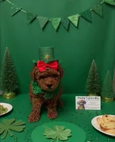 TINY DARK RED FEMALE , a female Poodle - Toy  for sale in Lyons, GA – Photo 2 of 7