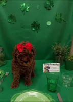TINY DARK RED FEMALE , a female Poodle - Toy  for sale in Lyons, GA – Photo 3 of 7