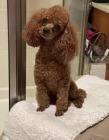 TINY DARK RED FEMALE , a female Poodle - Toy  for sale in Lyons, GA – Photo 5 of 7