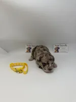 Chocolate merle male , a male Poodle - Toy  for sale in Lyons, GA – 3 of 3