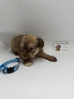 Male CKC TINY, a male Yorkshire Terrier for sale in Lyons, GA – 2 of 3