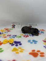 Merle female , a female Poodle - Toy  for sale in Lyons, GA – 2 of 5