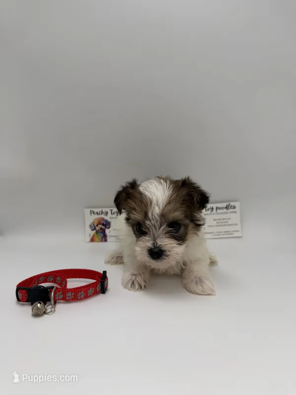 TIMY Male ckc – Yorkshire Terrier puppy for sale in Lyons, GA