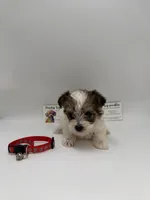 TIMY Male ckc, a female Yorkshire Terrier for sale in Lyons, GA – 1 of 3