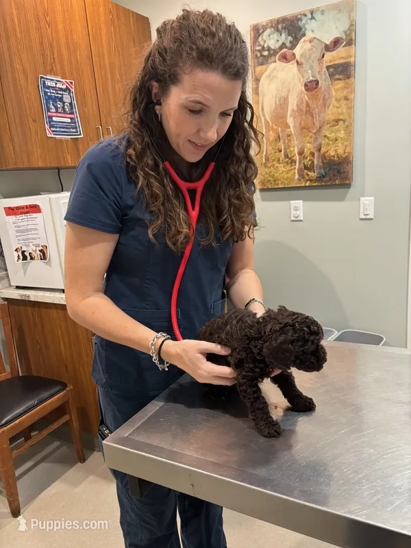 Chocolate Male – Poodle - Toy  puppy for sale in Lyons, GA