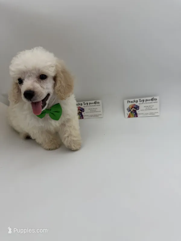 Male TINY  – Poodle - Toy  puppy for sale in Lyons, GA