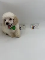 Male TINY , a male Poodle - Toy  for sale in Lyons, GA – 1 of 2