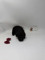 Black female, a female Poodle - Toy  for sale in Lyons, GA – 2 of 3