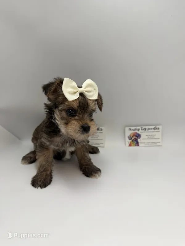 Female CLC – Yorkshire Terrier puppy for sale in Lyons, GA