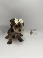 Female CLC, a female Yorkshire Terrier for sale in Lyons, GA – 1 of 3
