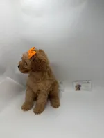 Red female NO DEPOSIT , a female Poodle - Toy  for sale in Lyons, GA – 4 of 5