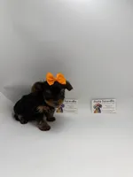 TINY  Female CKC, a female Yorkshire Terrier for sale in Lyons, GA – 1 of 5