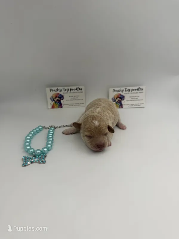 Cream female – Poodle - Toy  puppy for sale in Lyons, GA