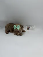 TINY CKC Female, a female Yorkshire Terrier for sale in Lyons, GA – 2 of 4
