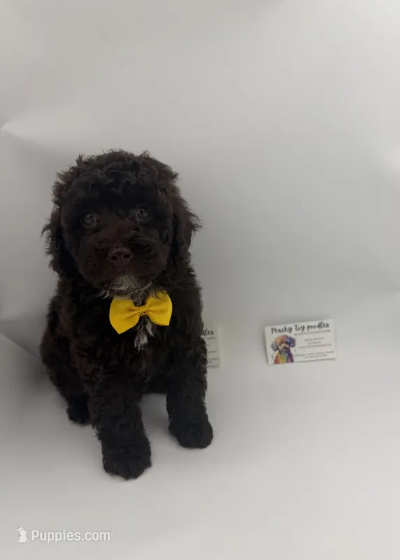 Chocolate Male – Poodle - Toy  puppy for sale in Lyons, GA