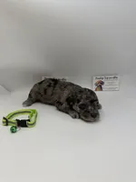Merle male, a male Poodle - Toy  for sale in Lyons, GA – 2 of 3