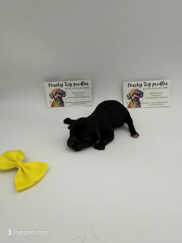 Black female  – Poodle - Toy  puppy for sale in Lyons, GA