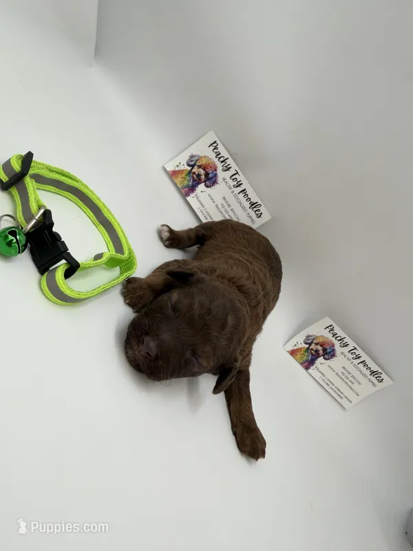 Chocolate male – Poodle - Toy  puppy for sale in Lyons, GA