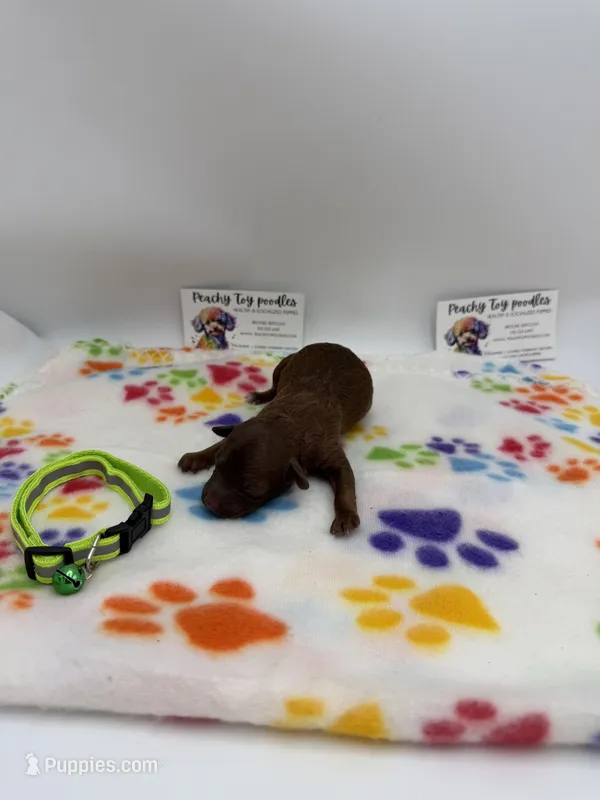 Chocolate male – Poodle - Toy  puppy for sale in Lyons, GA