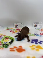 Chocolate male, a female Poodle - Toy  for sale in Lyons, GA – Photo 2 of 4