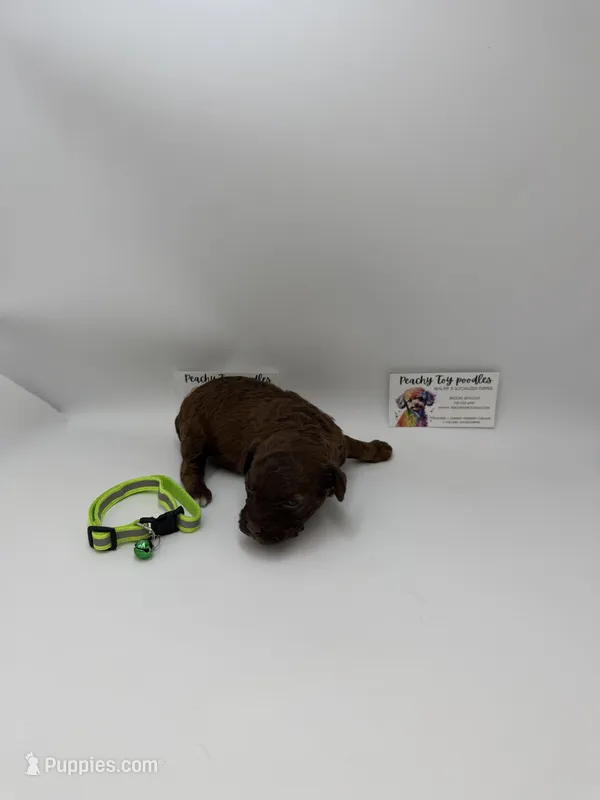 Chocolate male – Poodle - Toy  puppy for sale in Lyons, GA