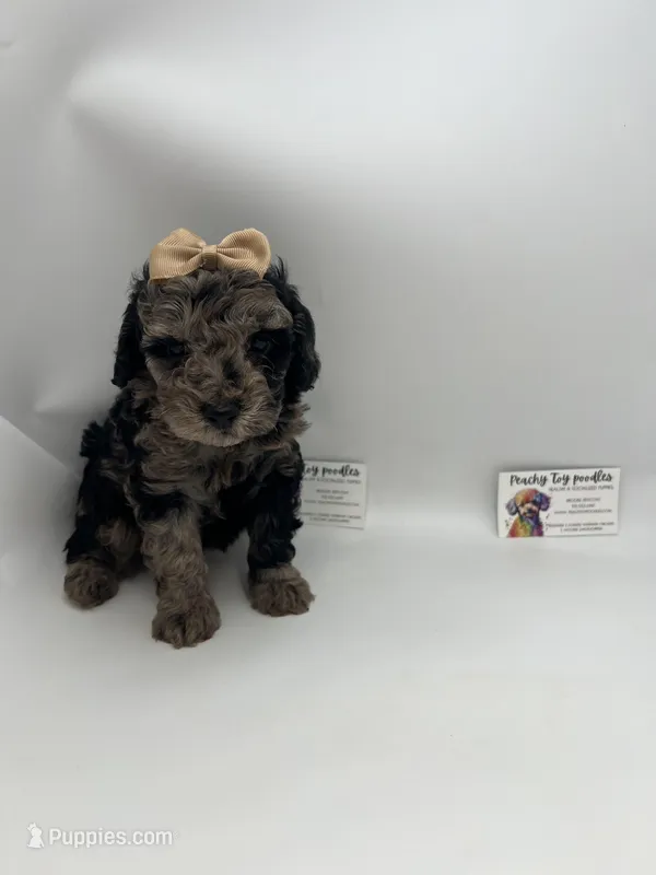 Merle female akc, a female Poodle - Toy  for sale in Lyons, GA – Photo 1 of 3
