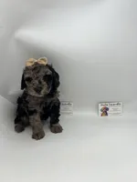 Merle female akc, a female Poodle - Toy  for sale in Lyons, GA – Photo 2 of 3