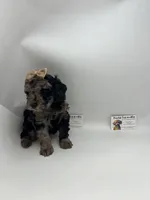 Merle female akc, a female Poodle - Toy  for sale in Lyons, GA – Photo 3 of 3