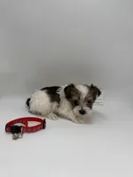 TIMY Male ckc, a female Yorkshire Terrier for sale in Lyons, GA – 2 of 3