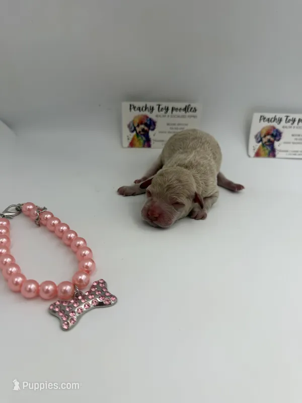 Female – Poodle - Toy  puppy for sale in Lyons, GA
