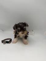 Ckc male TINY, a male Yorkshire Terrier for sale in Lyons, GA – 5 of 5