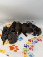 Chocolate Male, a male Poodle - Toy  for sale in Lyons, GA – 4 of 4